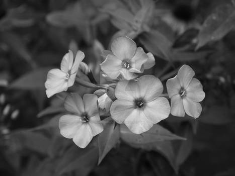 B+W Flowers