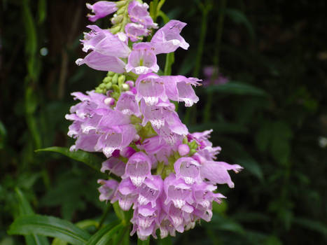 Purple Flowers