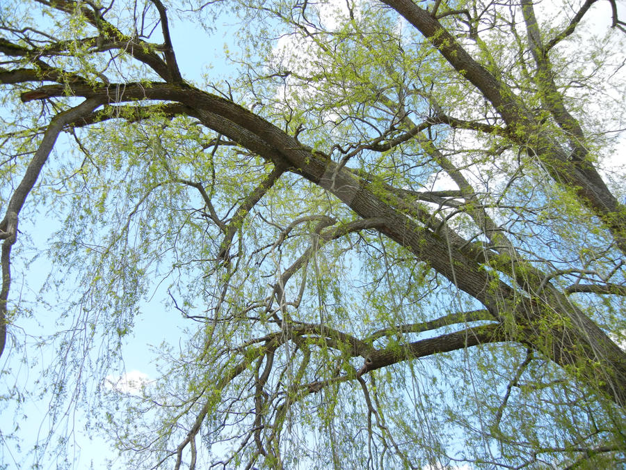 Wispy tree by C-Redfire on DeviantArt