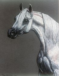 White Arabian