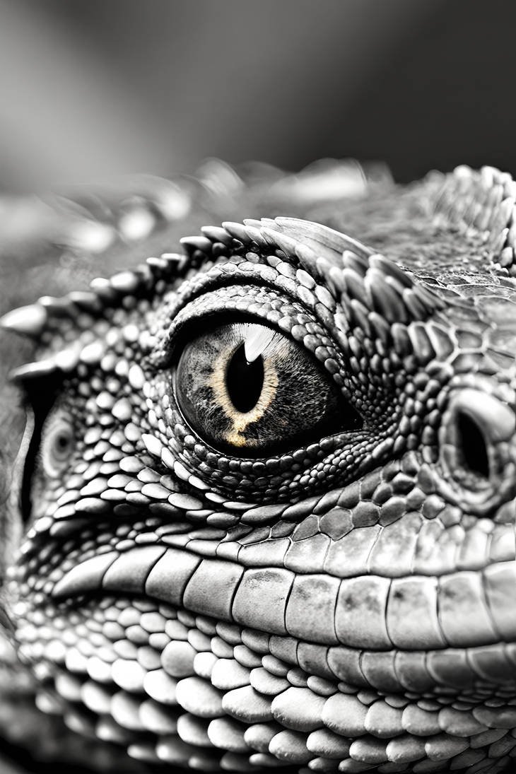 Lizard Eye By Evgenykozlov On DeviantArt