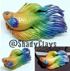 Rainbow betta fish