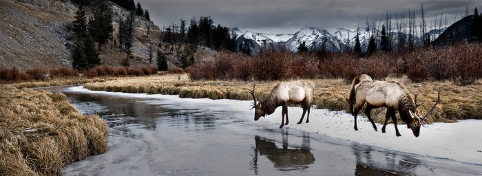 Vermillion Elk