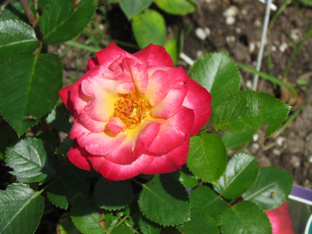 dick clark rose by AeroLiger on DeviantArt