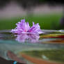 infinity bird bath