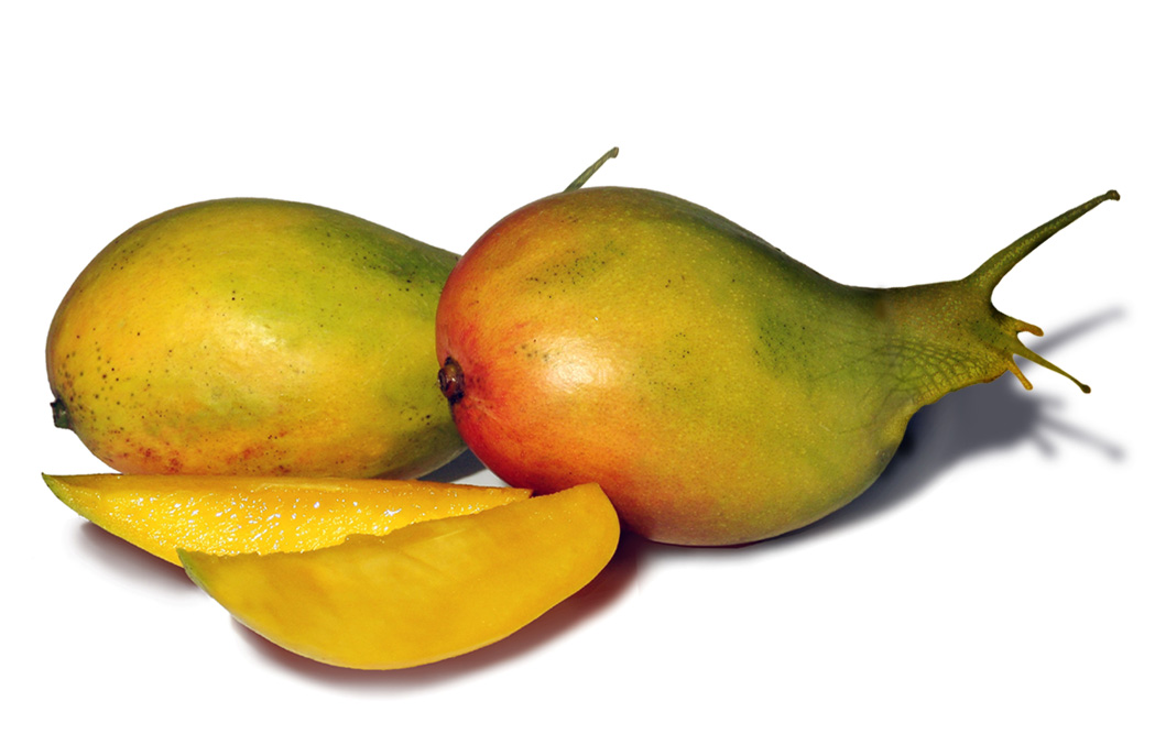 Funny Mango by NataliaTaffarel on DeviantArt Funny Mango by NataliaTaffarel on DeviantArt