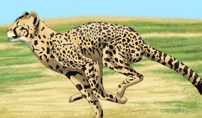 Cheetah