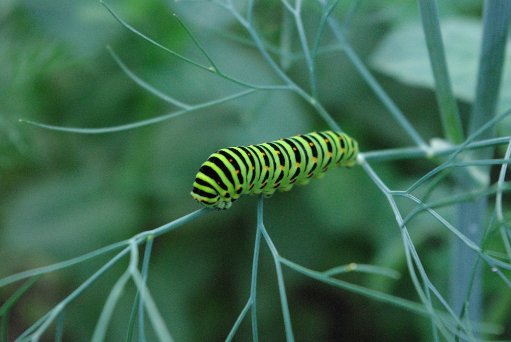 Fennel bug I