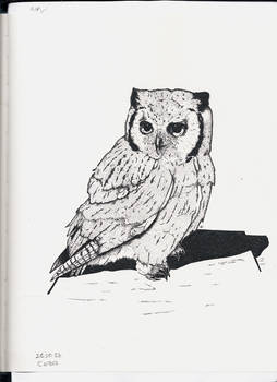 Owl