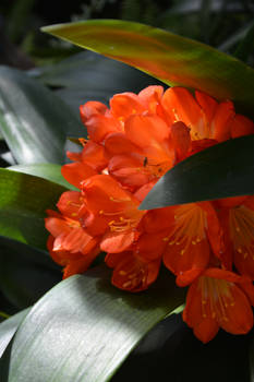 Orange Flower