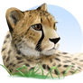 Cheetah