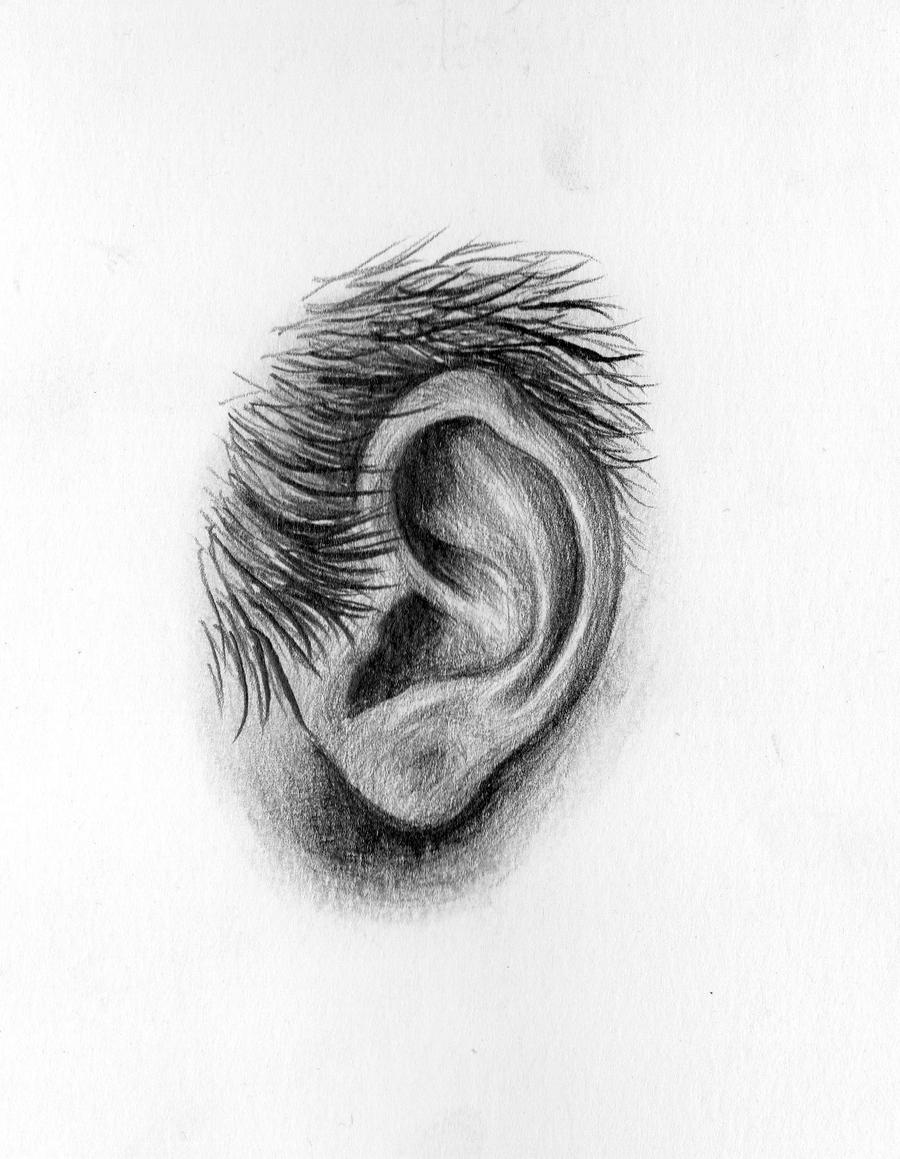 Ear