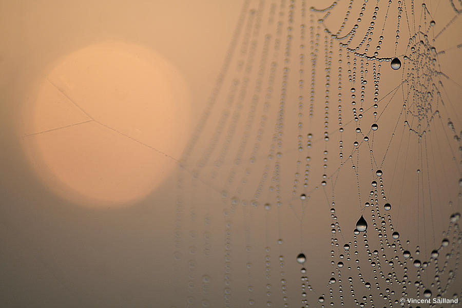 Cobweb