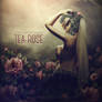 Tea-rose. ALBUM COVER