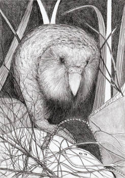 Kakapo