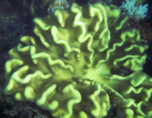 Brain Coral