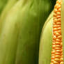 Peel the Corn