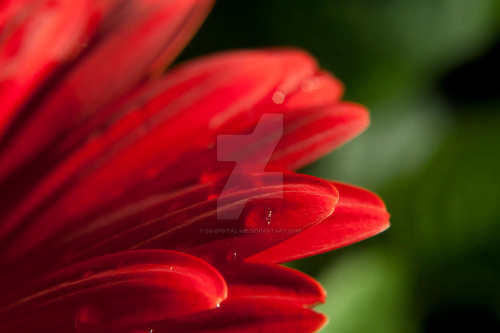 Gerber daisy take 2