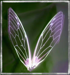 AngelWings