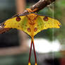 Madagascar Moon Moth