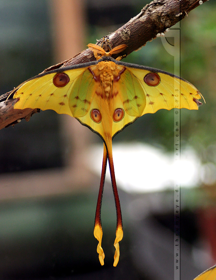 Madagascar Moon Moth