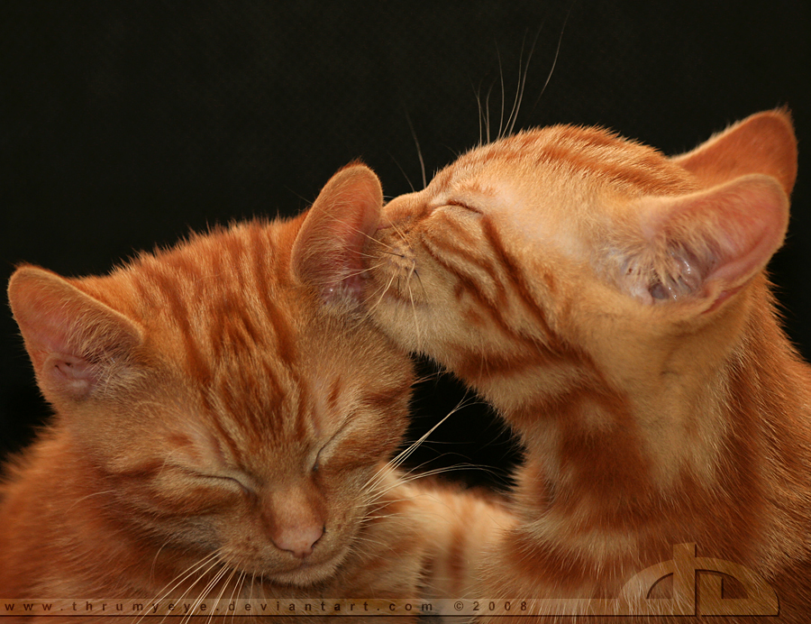Мама подойдет и скажет на ушко баю. Кошки любовь. Два рыжих кота. Люблю рыжего кота. Котик целует.