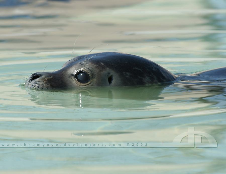 SealPuppy