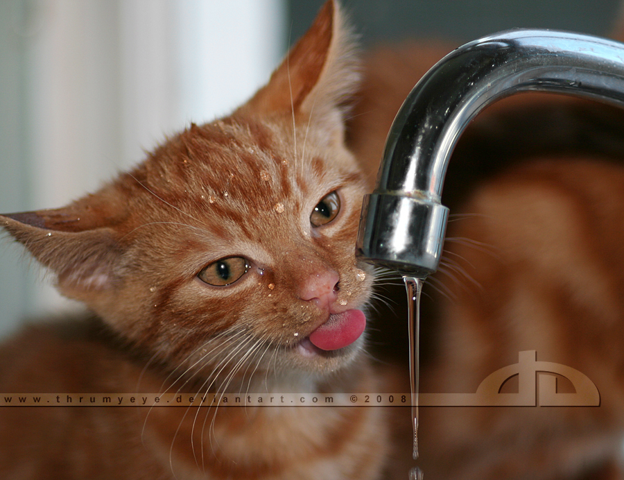 Жж кэт. Прикольные кошки. Кот пьет воду из под крана. Приколы про кошек. Смешной кот.