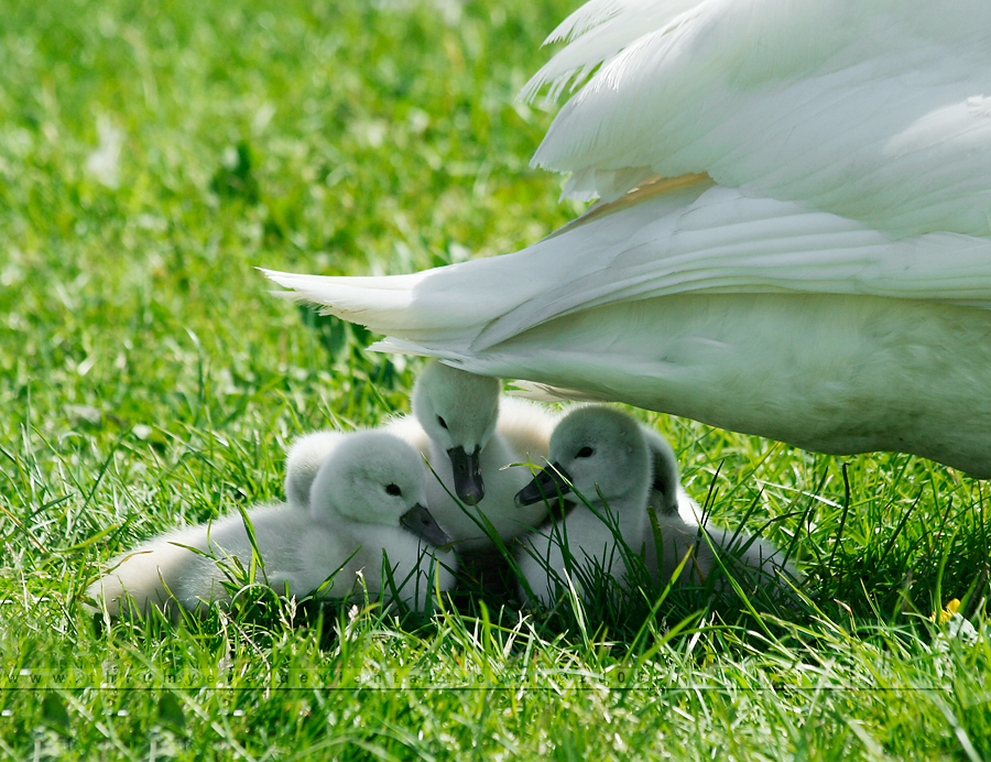 Under Mama's Wings