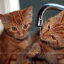 Sharing a Drop, the Sequel