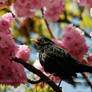 EnFlowered