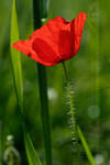 Beauty in Simplicity by thrumyeye