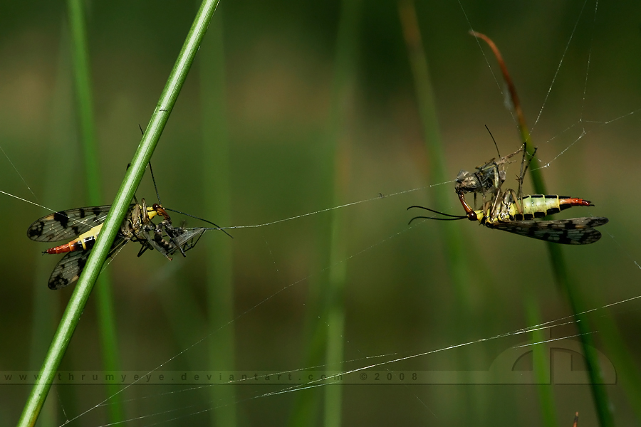 Tussling....