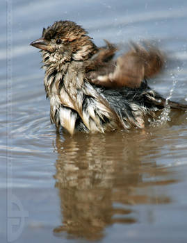 WaterBallet