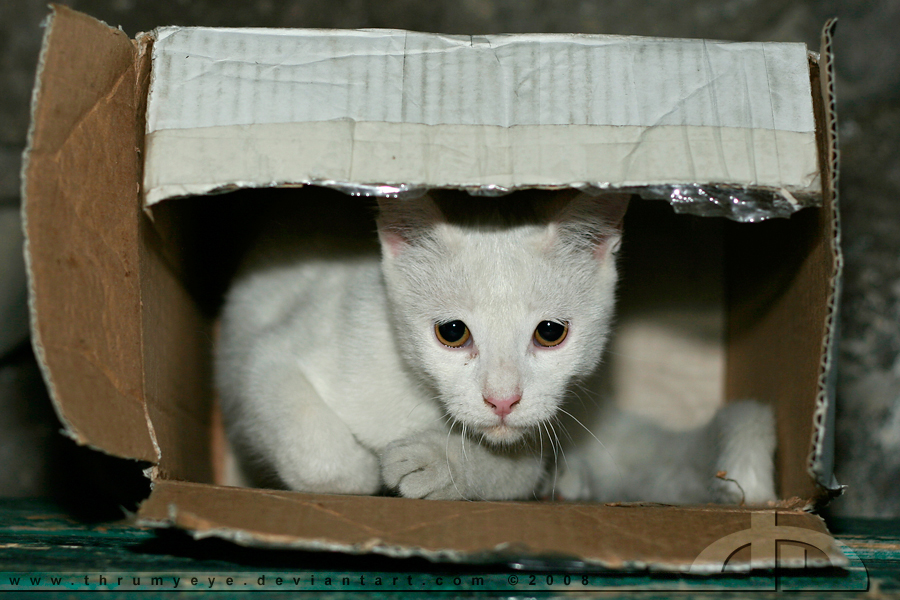 Cat-in-a-Box