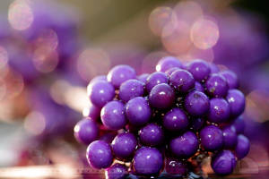BeautyBerry