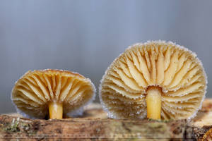 Frozen Fungi