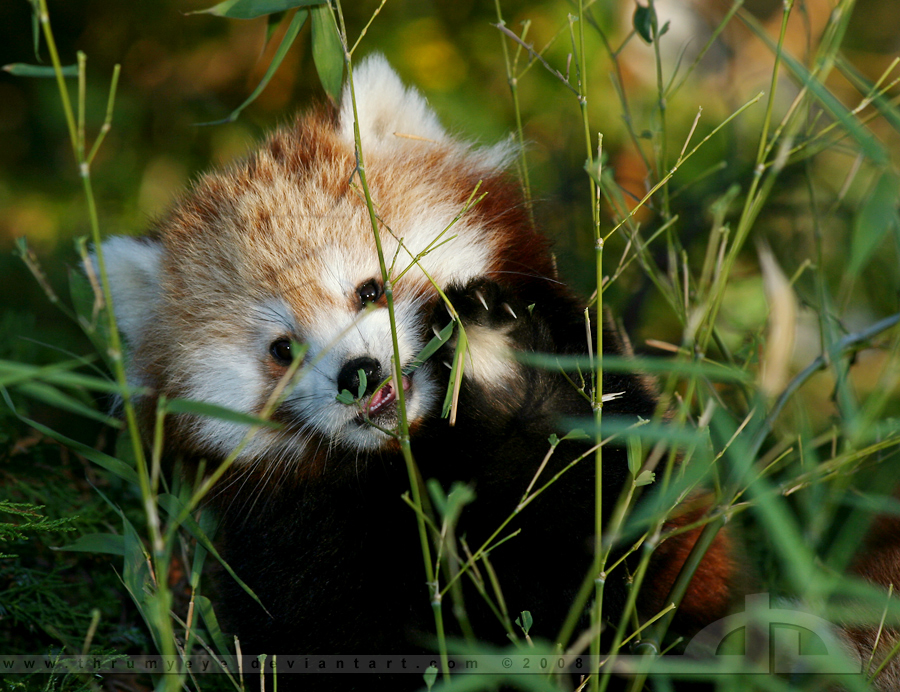 Panda Alert