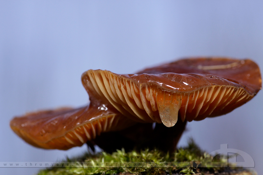 Frozen Fungi II