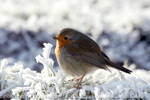 Winter PuffBall by thrumyeye