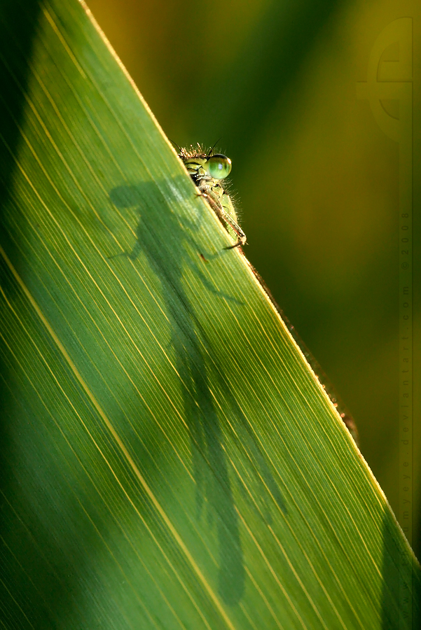 Hidden Dragon