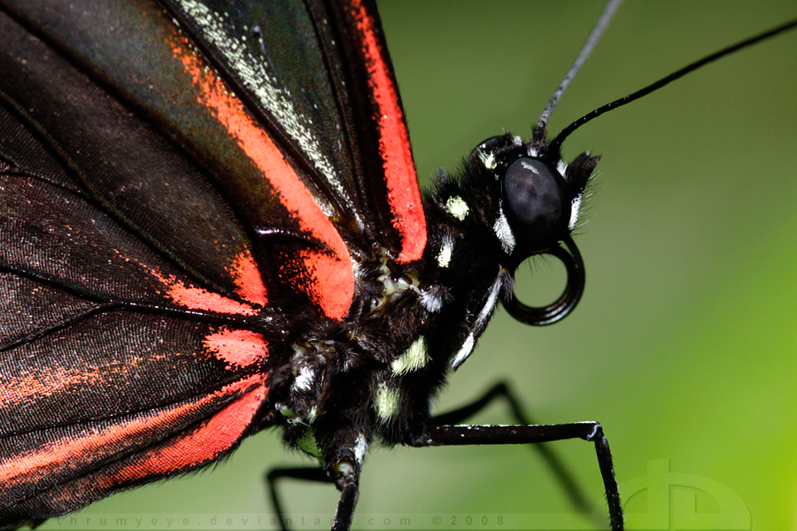 Heliconius erato