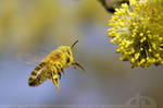 Bee on a Mission by thrumyeye