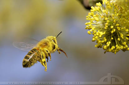 Bee on a Mission