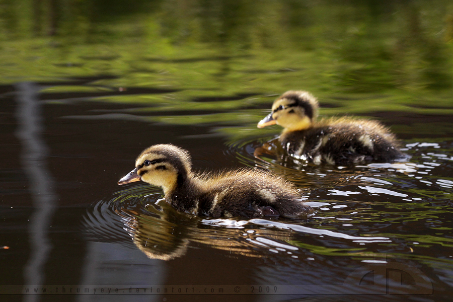 The Duck Race