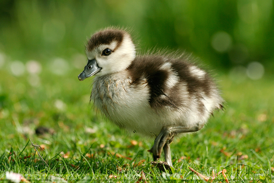 If It Walks Like A Duck By Thrumyeye On DeviantArt If it walks like a duck by thrumyeye on deviantart