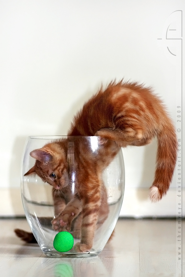 Cat-in-a-Bowl. by thrumyeye Cat-in-a-Bowl. by thrumyeye