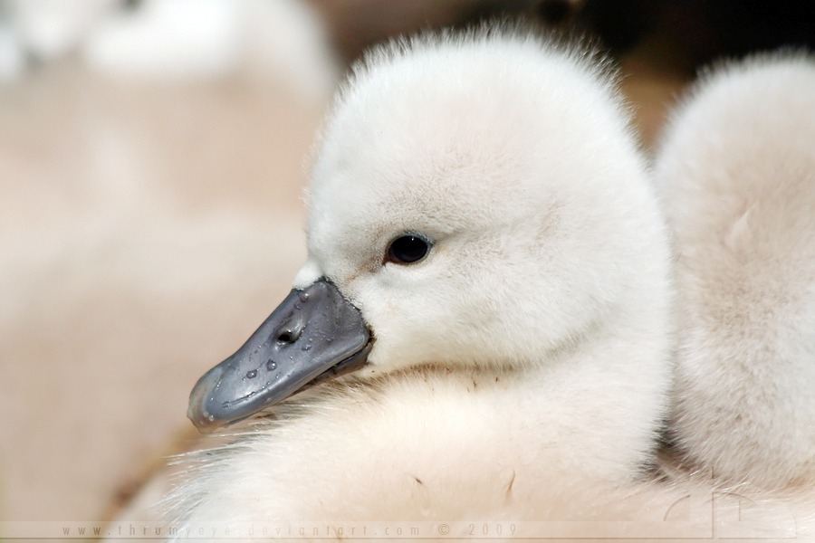 Lil'Furry Animal by thrumyeye on DeviantArt Lil'Furry Animal by thrumyeye on DeviantArt