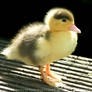 Glow-in-the Dark-Duckling