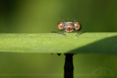 Curious Baby.